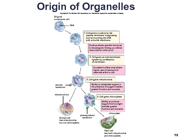 Origin of Organelles Copyright © The Mc. Graw-Hill Companies, Inc. Permission required for reproduction