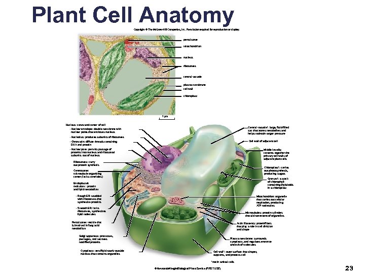 Plant Cell Anatomy Copyright © The Mc. Graw-Hill Companies, Inc. Permission required for reproduction