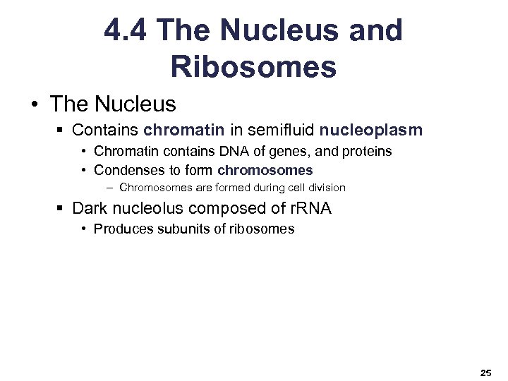 4. 4 The Nucleus and Ribosomes • The Nucleus § Contains chromatin in semifluid