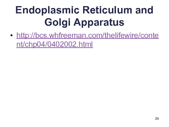 Endoplasmic Reticulum and Golgi Apparatus • http: //bcs. whfreeman. com/thelifewire/conte nt/chp 04/0402002. html 29