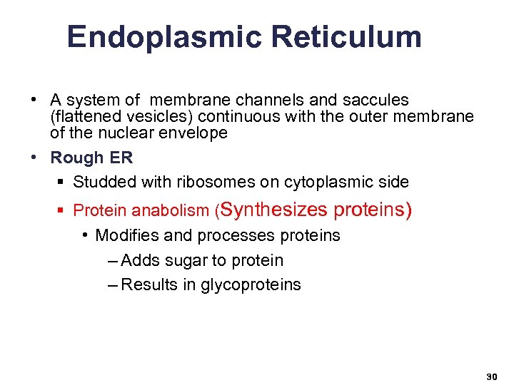 Endoplasmic Reticulum • A system of membrane channels and saccules (flattened vesicles) continuous with