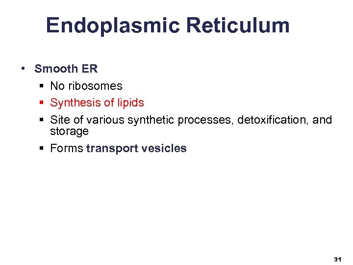Endoplasmic Reticulum • Smooth ER § No ribosomes § Synthesis of lipids § Site