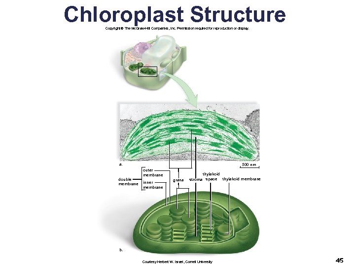 Chloroplast Structure Copyright © The Mc. Graw-Hill Companies, Inc. Permission required for reproduction or