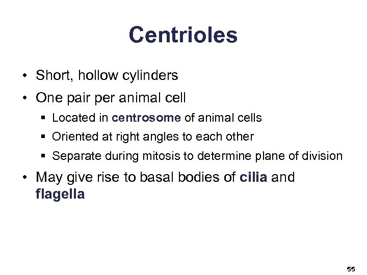 Centrioles • Short, hollow cylinders • One pair per animal cell § Located in