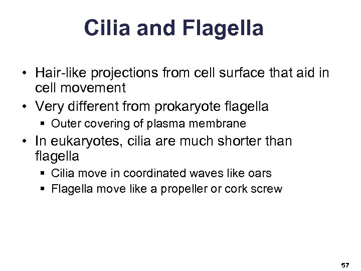 Cilia and Flagella • Hair-like projections from cell surface that aid in cell movement