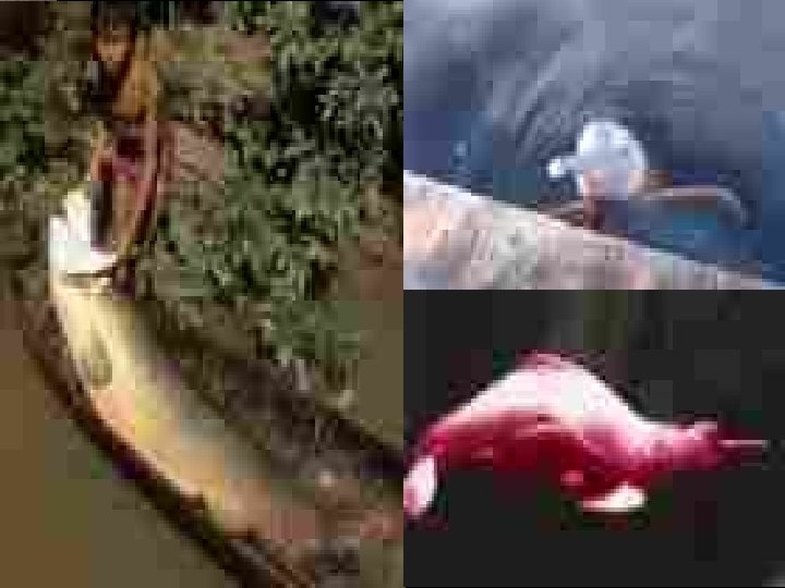 Amazon’s pirarucu and the pink dolphin Jan-07 55 