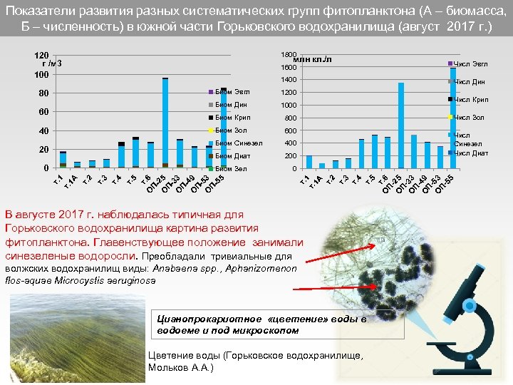 Показатели развития разных систематических групп фитопланктона (А – биомасса, Б – численность) в южной