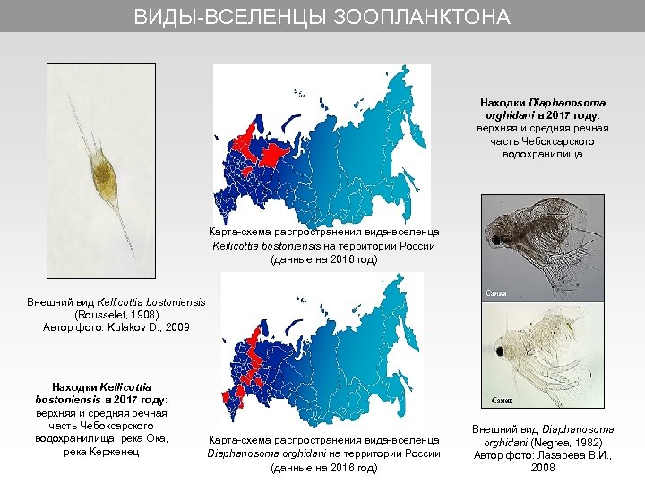 ВИДЫ-ВСЕЛЕНЦЫ ЗООПЛАНКТОНА Находки Diaphanosoma orghidani в 2017 году: верхняя и средняя речная часть Чебоксарского