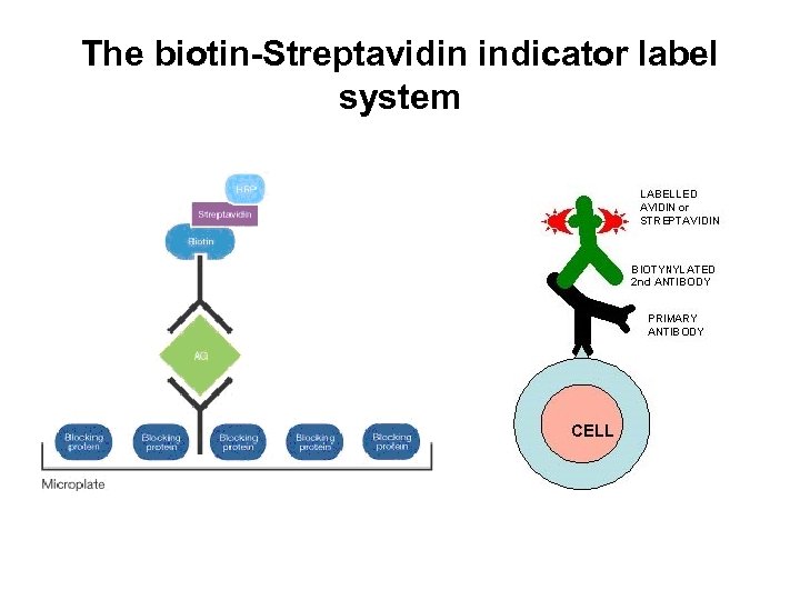 The biotin-Streptavidin indicator label system 