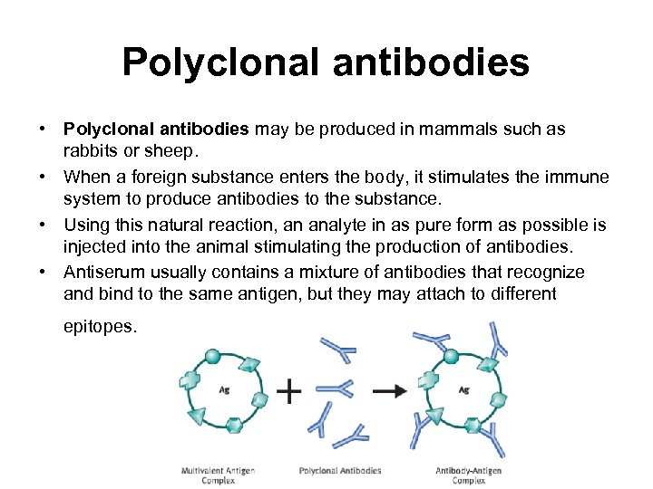 Polyclonal antibodies • Polyclonal antibodies may be produced in mammals such as rabbits or