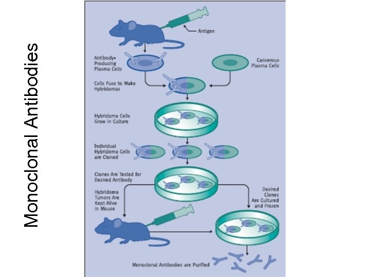 Monoclonal Antibodies 