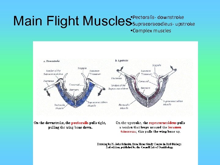 Main Flight Muscles • Pectoralis- downstroke • Supracodieus- upstroke • Complex muscles 