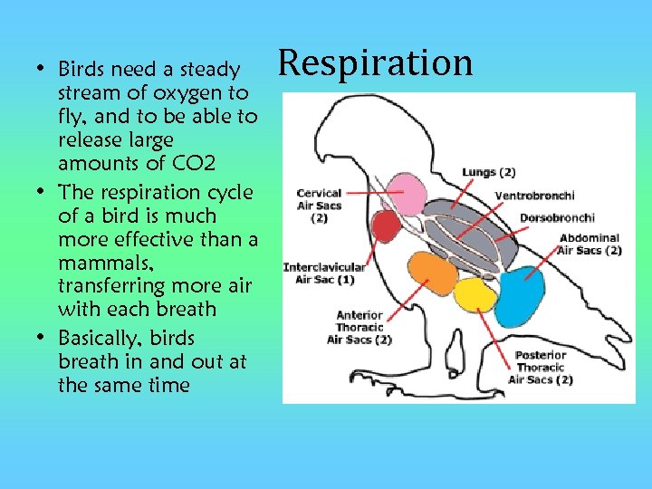  • Birds need a steady stream of oxygen to fly, and to be