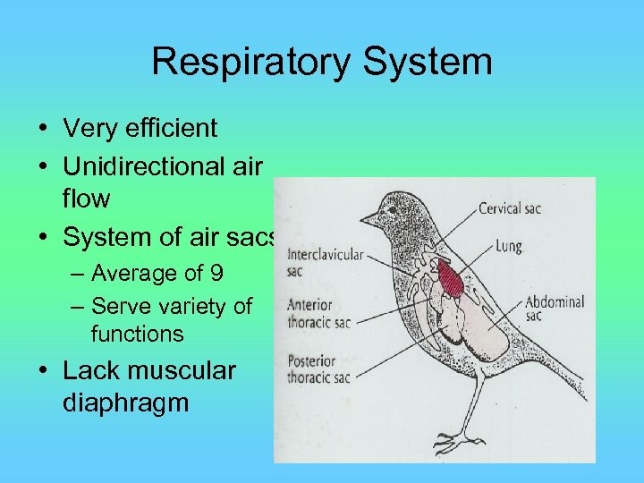 Respiratory System • Very efficient • Unidirectional air flow • System of air sacs