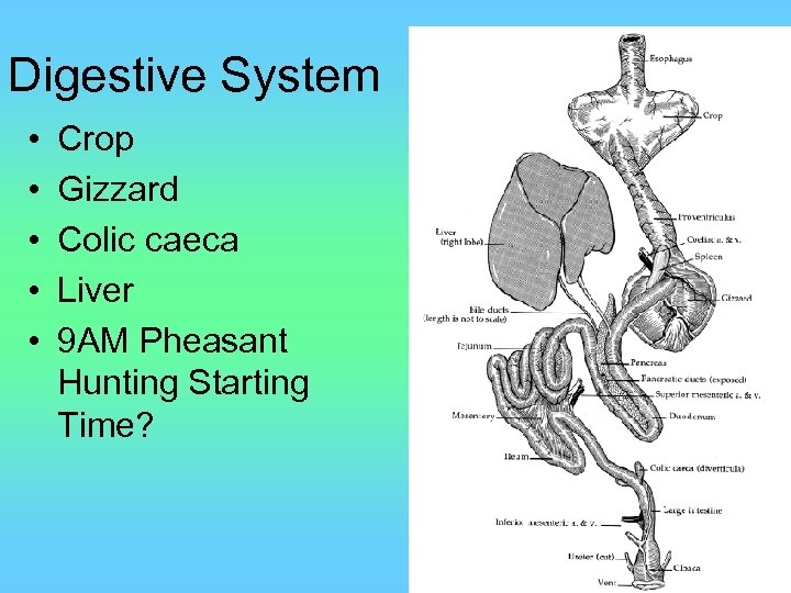 Digestive System • • • Crop Gizzard Colic caeca Liver 9 AM Pheasant Hunting