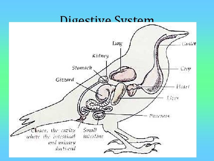 Digestive System 