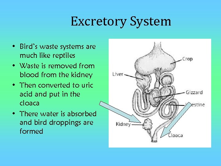 Excretory System • Bird’s waste systems are much like reptiles • Waste is removed