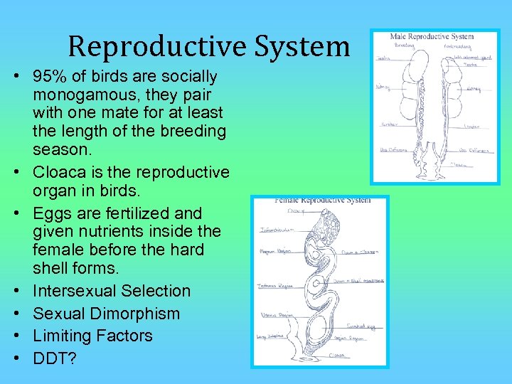 Reproductive System • 95% of birds are socially monogamous, they pair with one mate