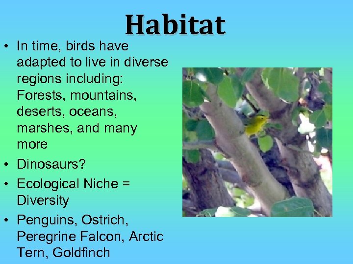 Habitat • In time, birds have adapted to live in diverse regions including: Forests,