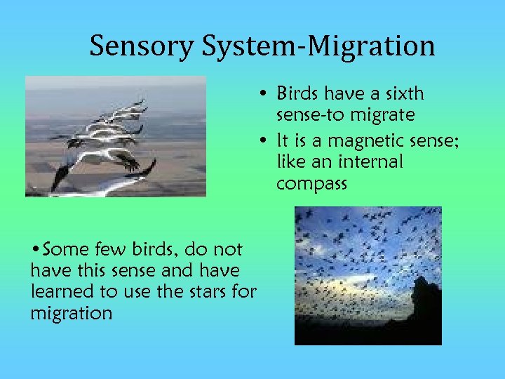 Sensory System-Migration • Birds have a sixth sense-to migrate • It is a magnetic