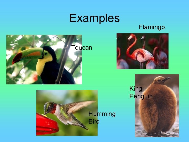 Examples Flamingo Toucan King Penguin Humming Bird 