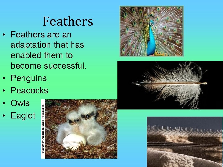 Feathers • Feathers are an adaptation that has enabled them to become successful. •