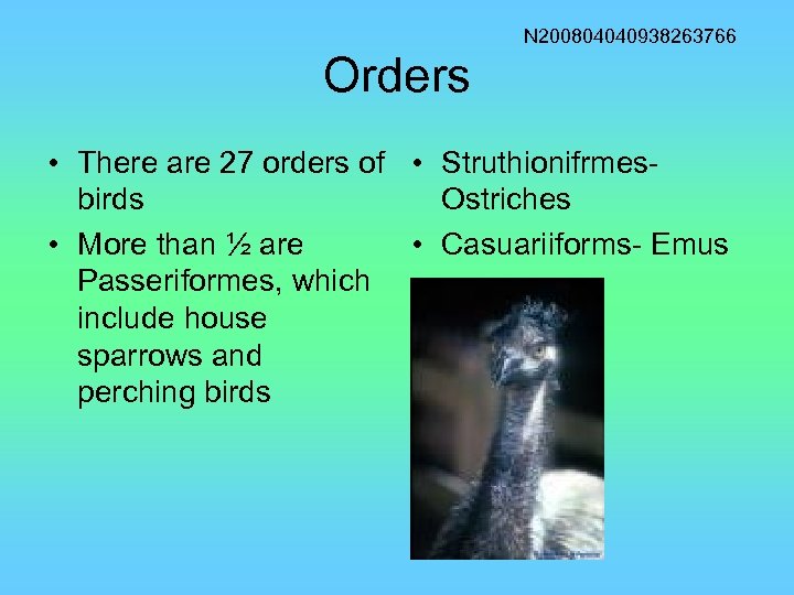 N 200804040938263766 Orders • There are 27 orders of • Struthionifrmesbirds Ostriches • More