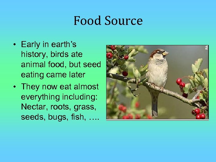 Food Source • Early in earth’s history, birds ate animal food, but seed eating
