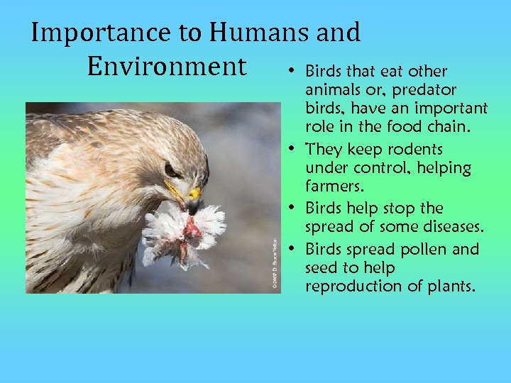 Importance to Humans and Environment • Birds that eat other animals or, predator birds,