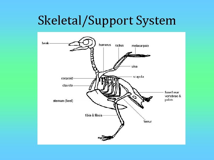 Skeletal/Support System 