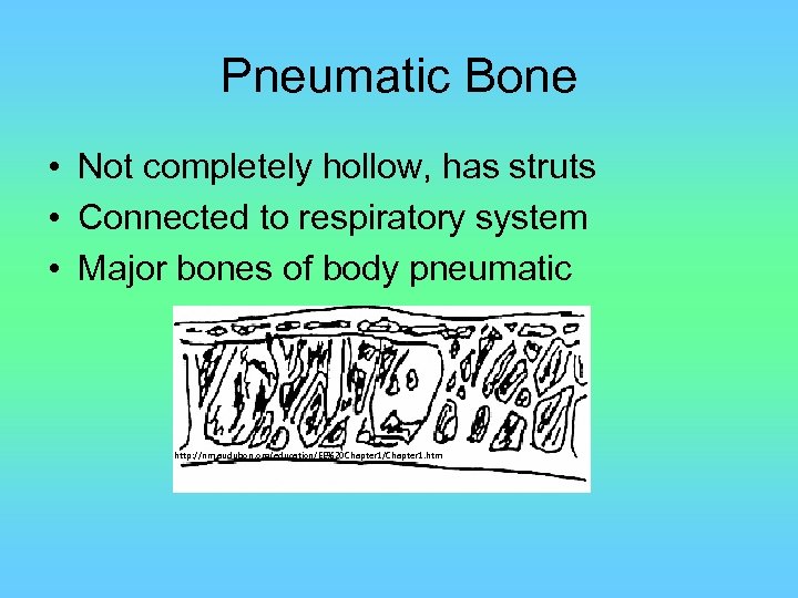 Pneumatic Bone • Not completely hollow, has struts • Connected to respiratory system •