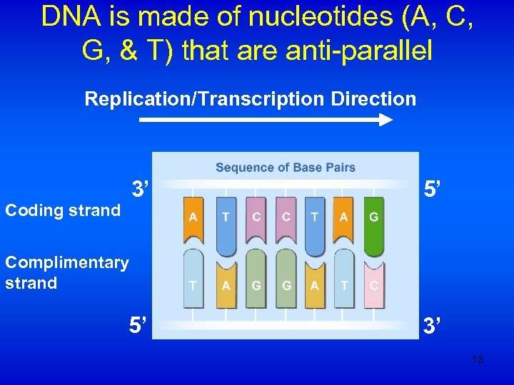 DNA is made of nucleotides (A, C, G, & T) that are anti-parallel Replication/Transcription