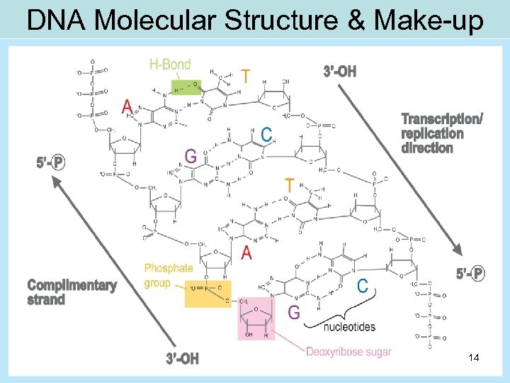 DNA Molecular Structure & Make-up C 14 
