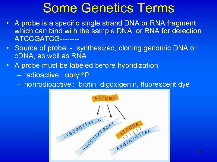 Some Genetics Terms • A probe is a specific single strand DNA or RNA