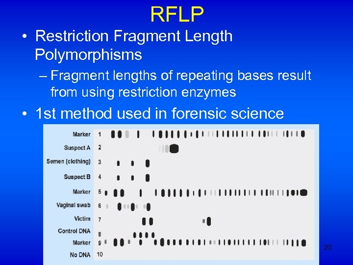 RFLP • Restriction Fragment Length Polymorphisms – Fragment lengths of repeating bases result from