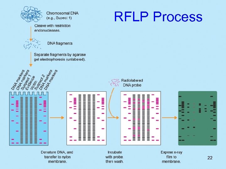 RFLP Process 22 