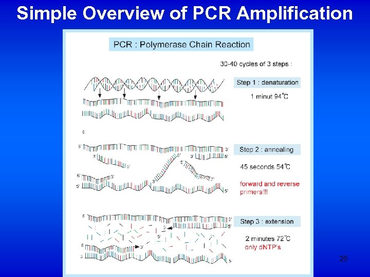 Simple Overview of PCR Amplification 25 