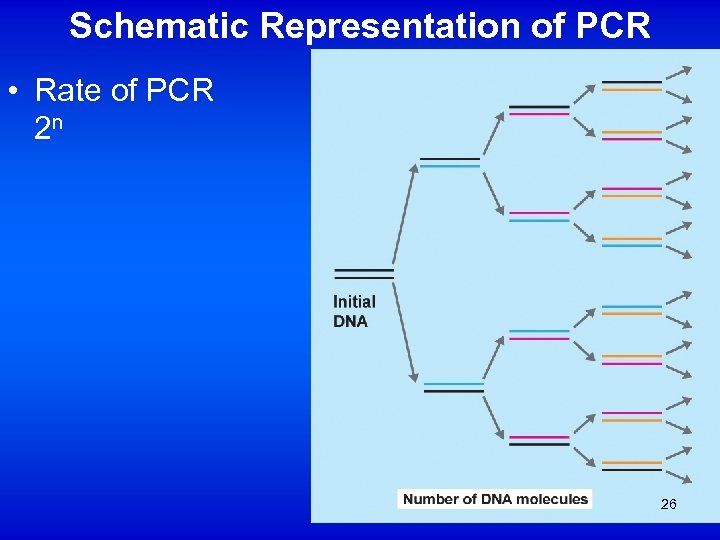 Schematic Representation of PCR • Rate of PCR 2 n 26 