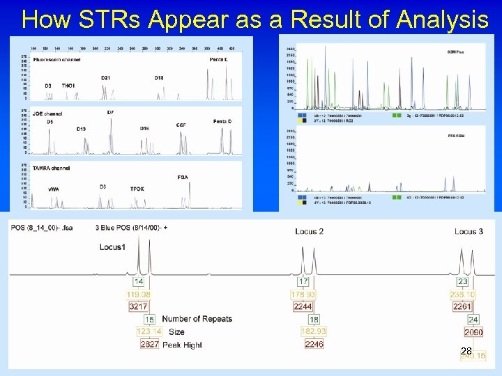 How STRs Appear as a Result of Analysis 28 