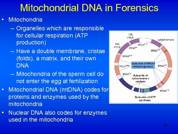 Mitochondrial DNA in Forensics • Mitochondria – Organelles which are responsible for cellular respiration