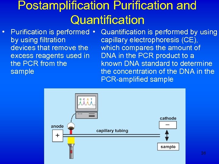 Postamplification Purification and Quantification • Purification is performed • Quantification is performed by using
