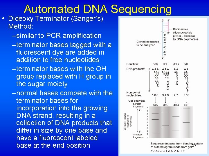 Automated DNA Sequencing • Dideoxy Terminator (Sanger’s) Method: –similar to PCR amplification –terminator bases
