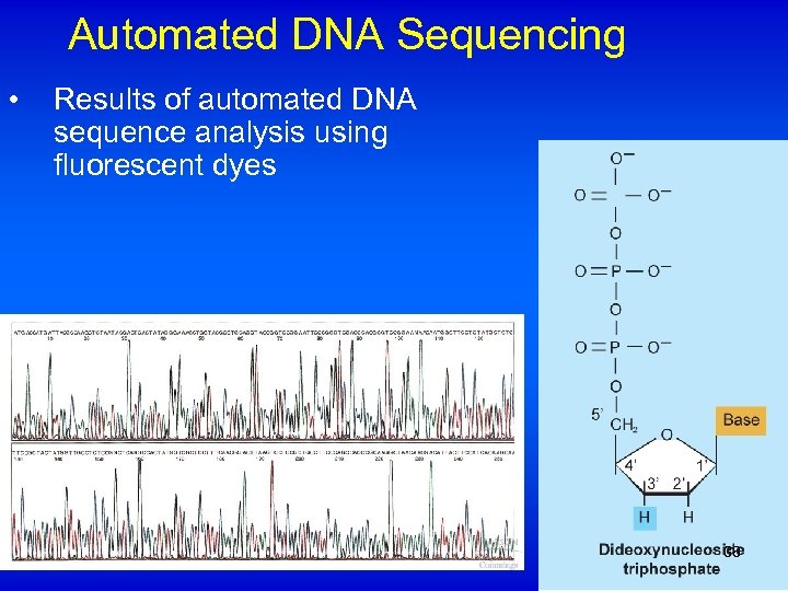 Automated DNA Sequencing • Results of automated DNA sequence analysis using fluorescent dyes 38