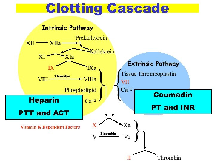 Clotting Cascade Heparin PTT and ACT Coumadin PT and INR 