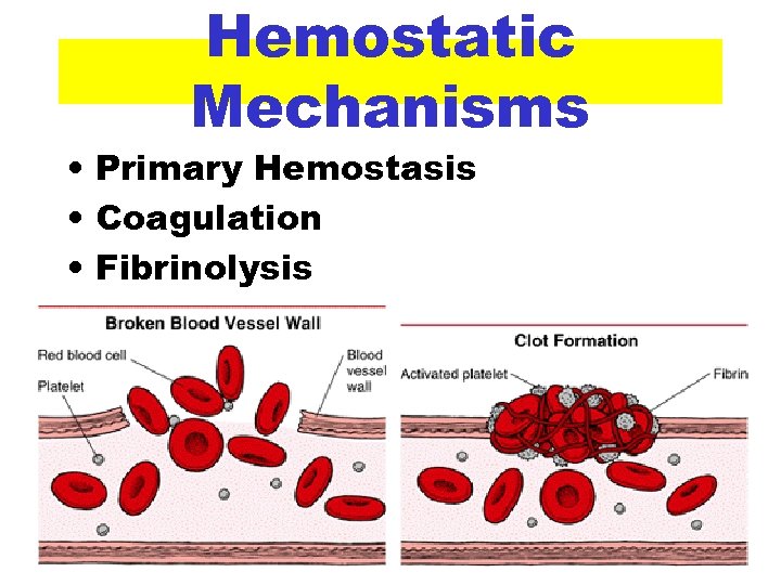 Hemostatic Mechanisms • Primary Hemostasis • Coagulation • Fibrinolysis 