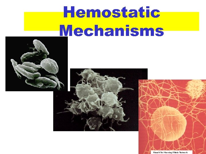 Hemostatic Mechanisms 