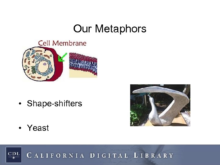 Our Metaphors • Shape-shifters • Yeast 