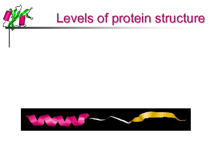 Levels of protein structure 