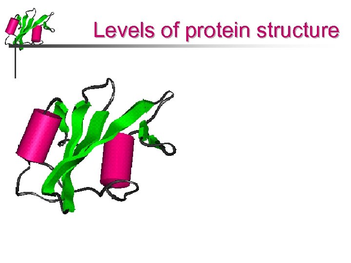 Levels of protein structure 