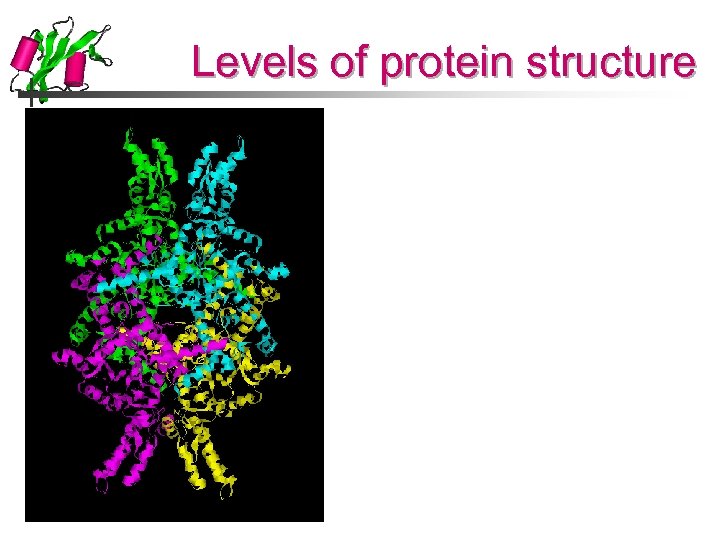 Levels of protein structure 